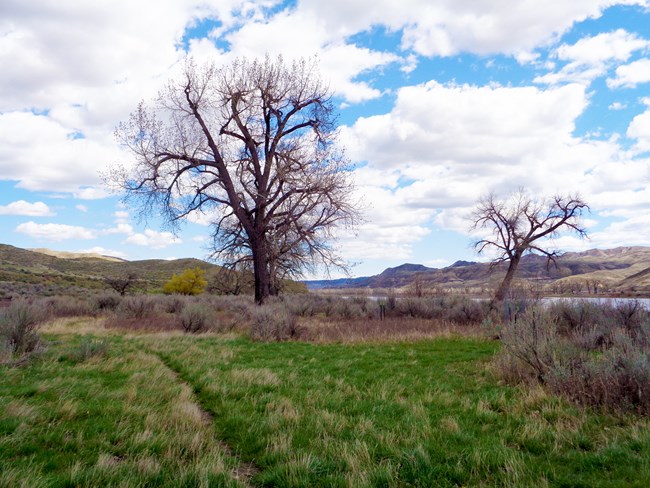 Grass with trees