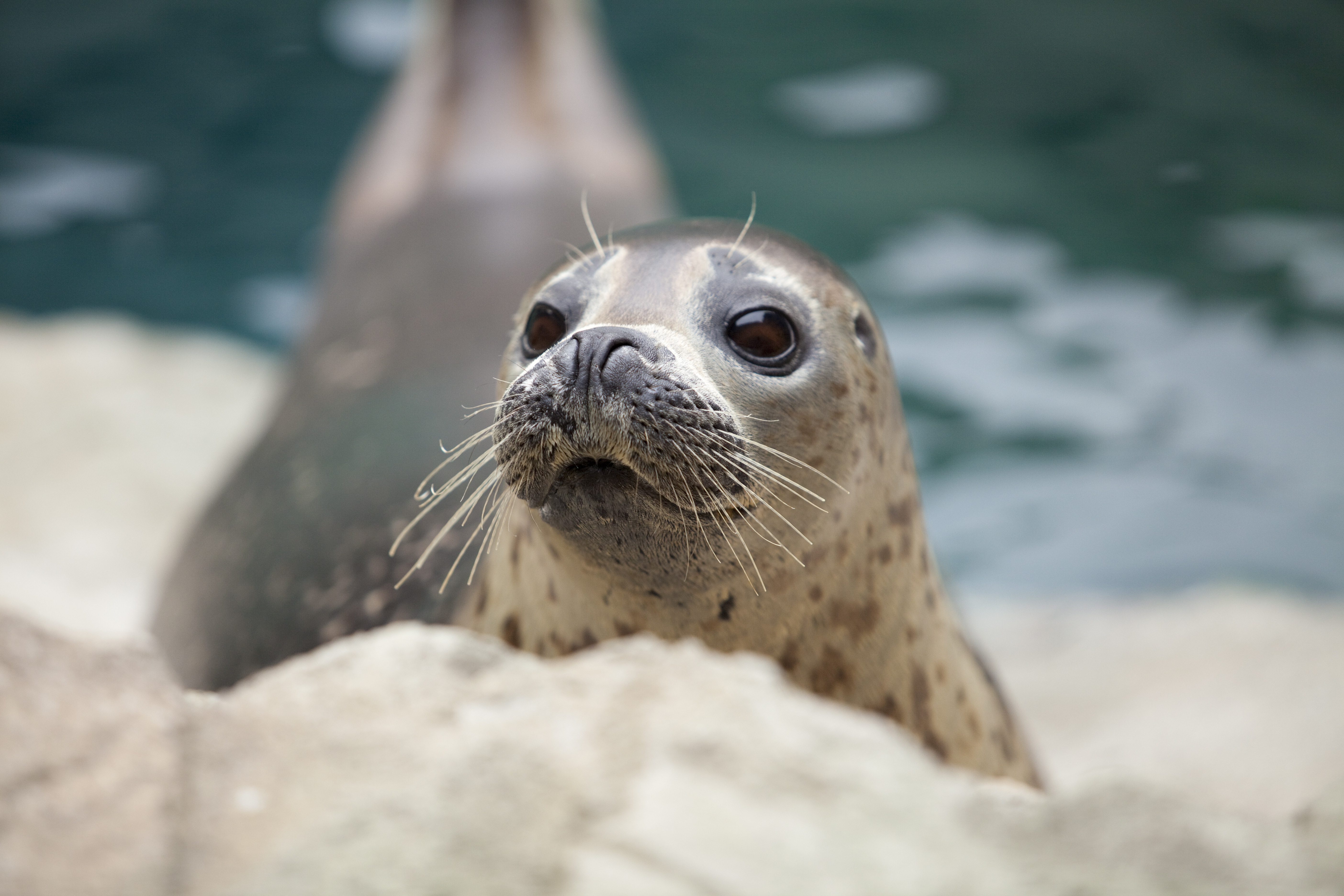 Harbor Seal: Lewis and (U.S. National Park Service)