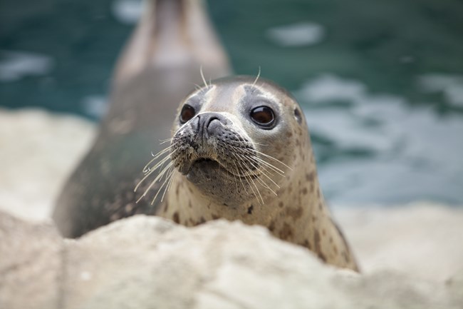 harbor seal