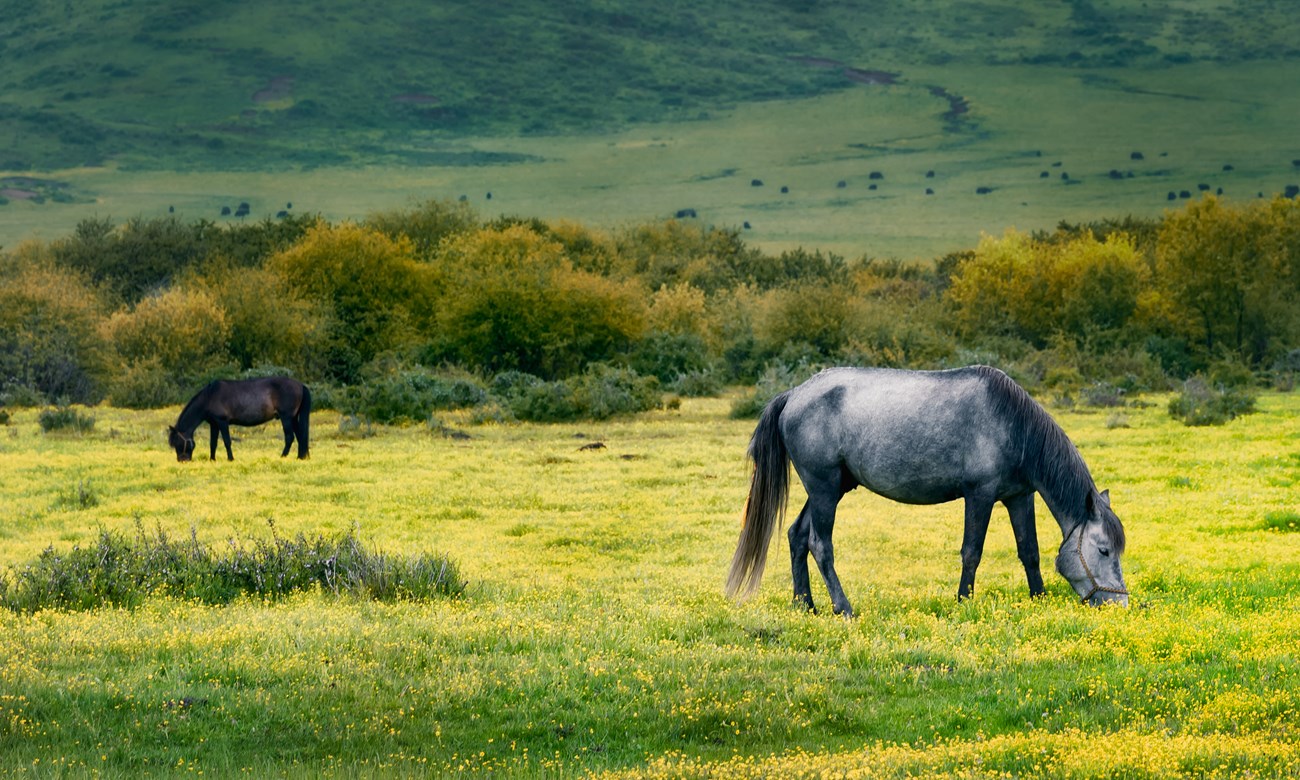 horse in a field
