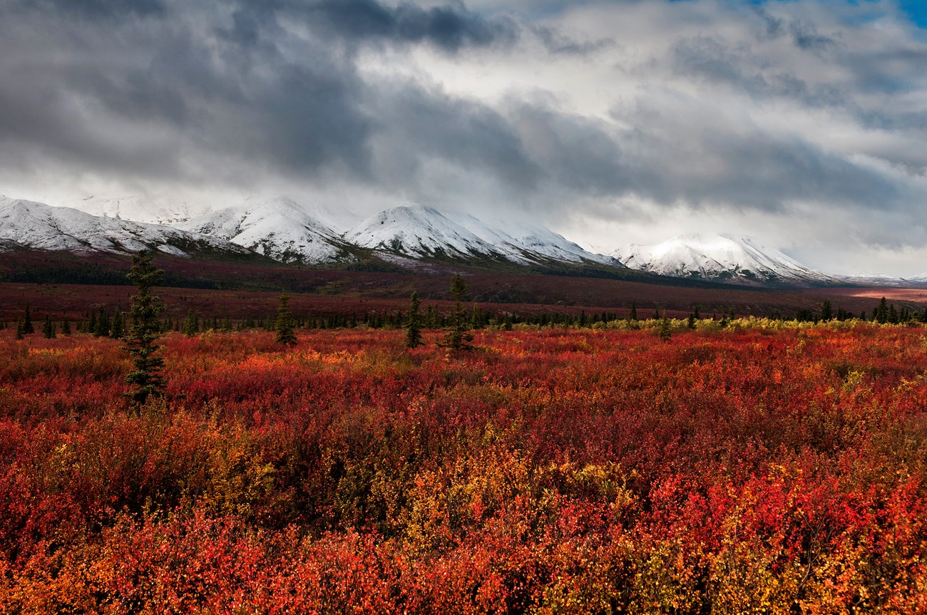 Denali National Park Field of red fall bushes with mountains in background.