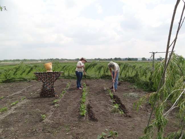 Two volunteers use hoes to work along rows of small plants in a sectioned-off dirt field Two volunteers use hoes to work along rows of small plants in a sectioned-off dirt field