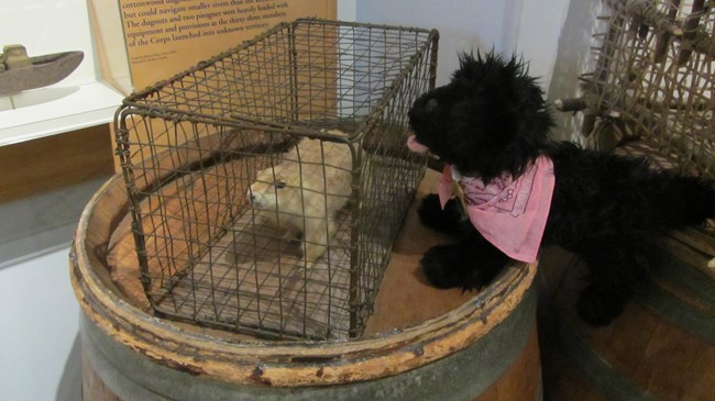 stuffed dog near prairie dog display