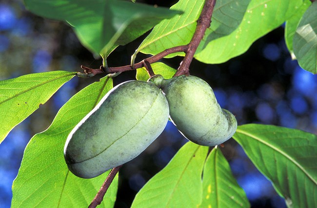 pawpaw plant