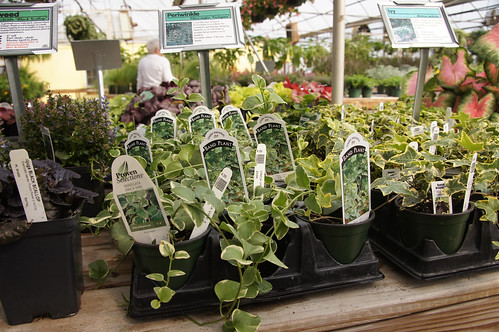 Young ivy plants in a greenhouse.