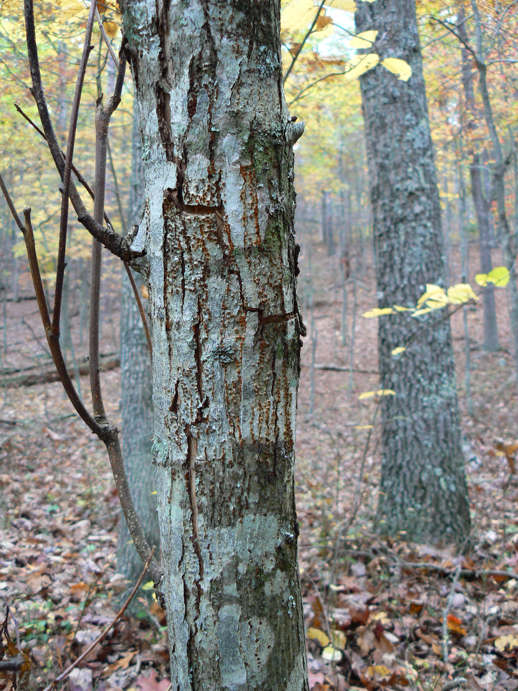 Tree trunk losing its bark.