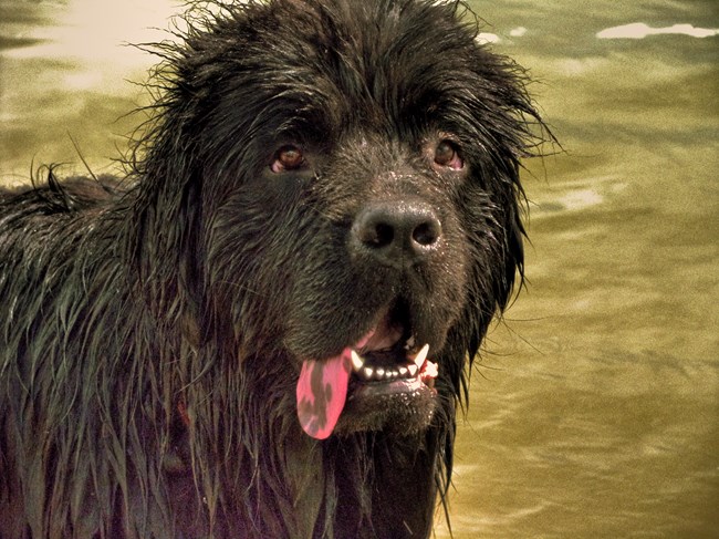 847 newfoundland dog with tongue out