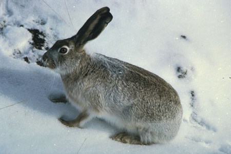 850 rabbit
