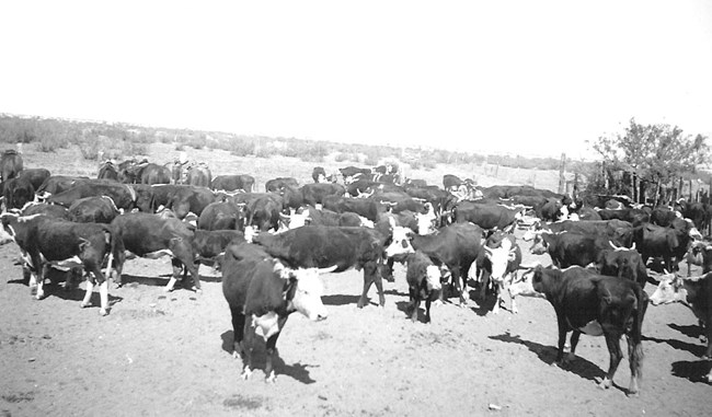 black and white photograph of cows and calves in a dusty field.