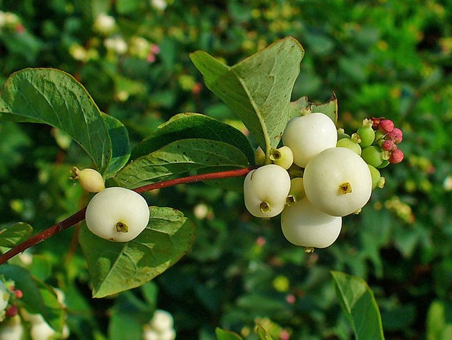 868 plant with white berries