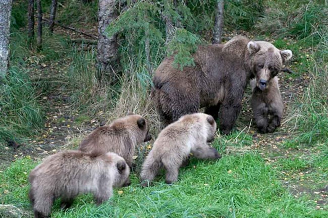 A brown bear sow with four young cubs.