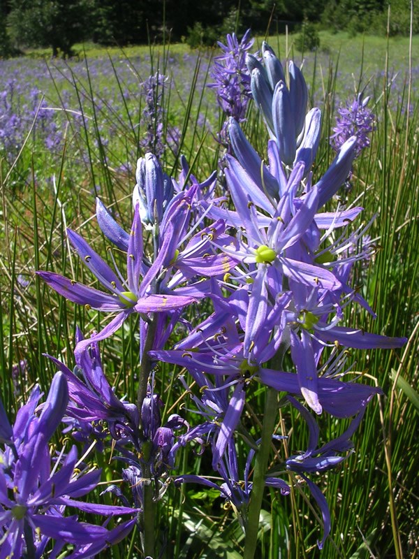 877a purple flower