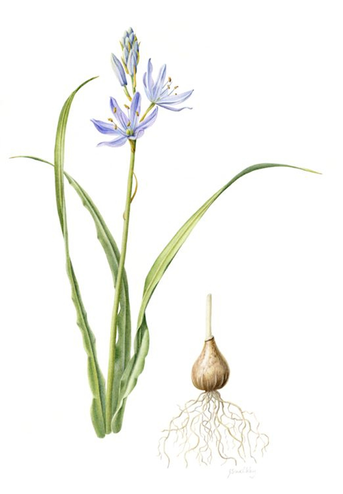 Camas lily clearance