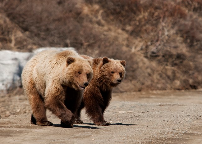 894 bear
