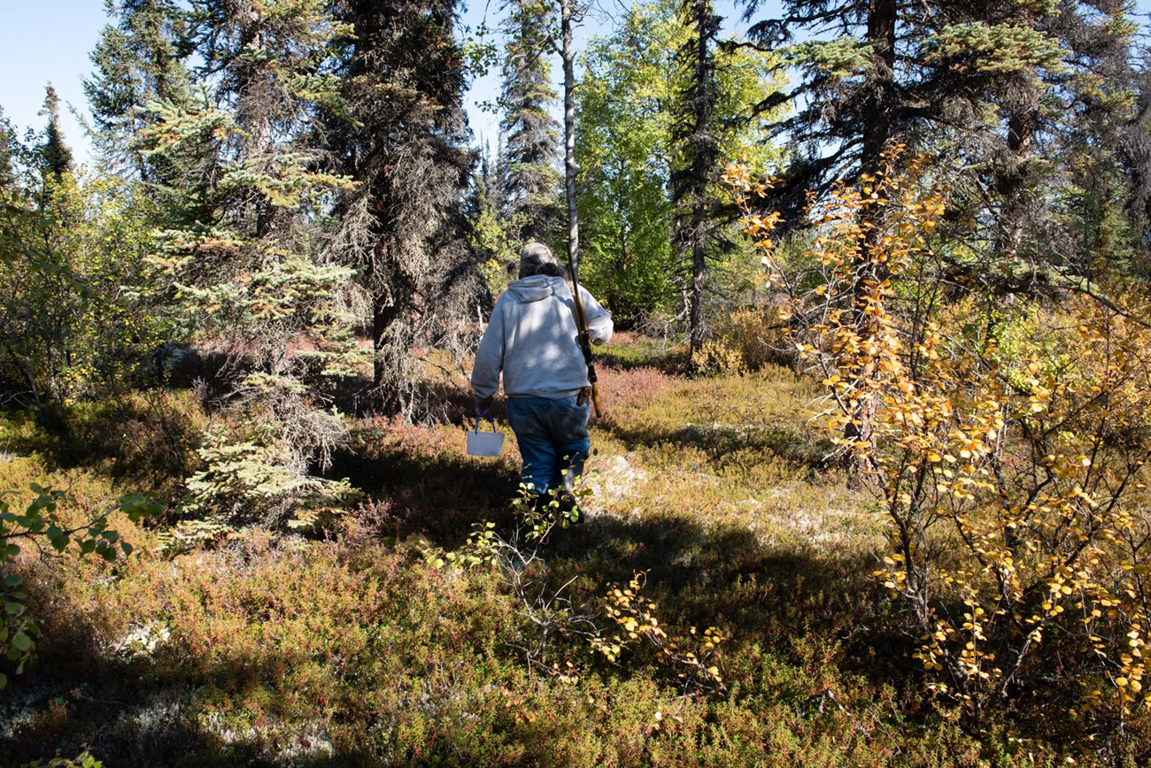 Hunter walking through fall foliage in a forest Hunter walking through the fall foliage