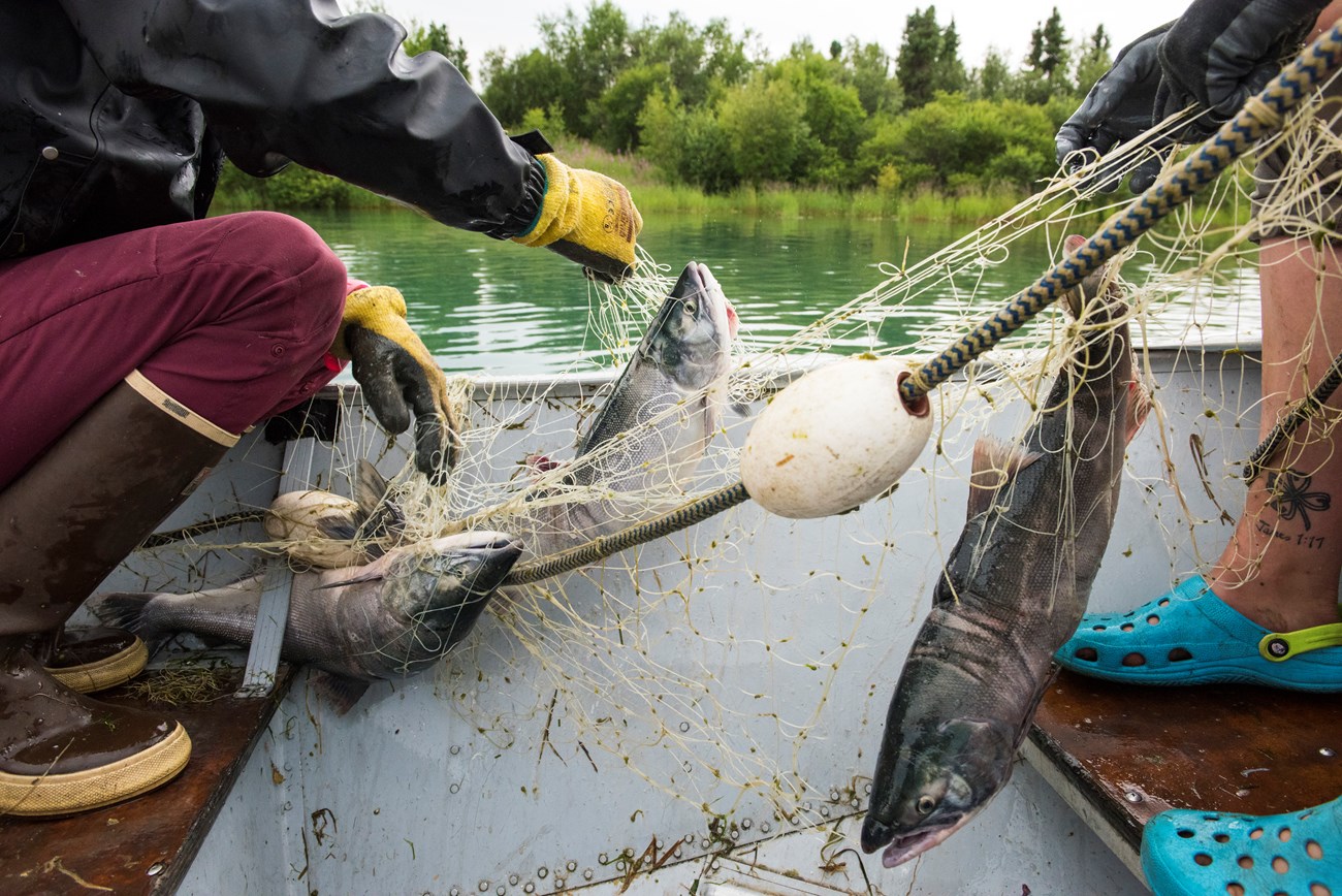 two people use a set net to bring up three salmon into a boat