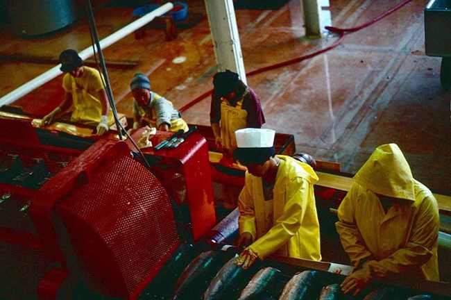 A photo from the 1970s of working in a fish cannery.
