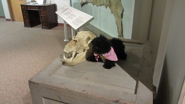 Stuffed pup with skull