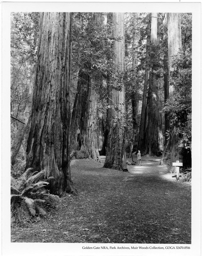 Visitor in Muir Woods, date unknown. NPS photo. Visitor in Muir Woods, date unknown. NPS photo.