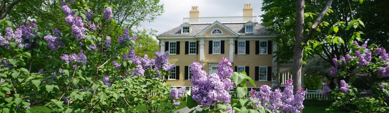 Historic yellow mansion seen in the distance between a break in bushes, heavy with purple lilacs
