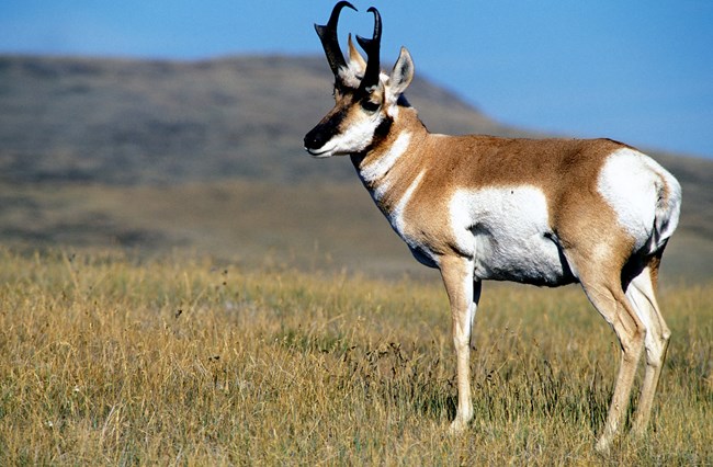 pronghorn