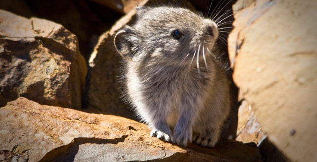 Pika peering around a rocky corner