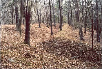 Forested area.