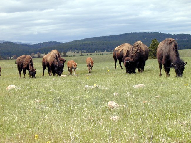 Bison grazing on a green field