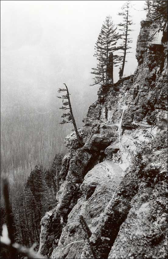 Pine trees on a steep mountain-side. (National Park Service)