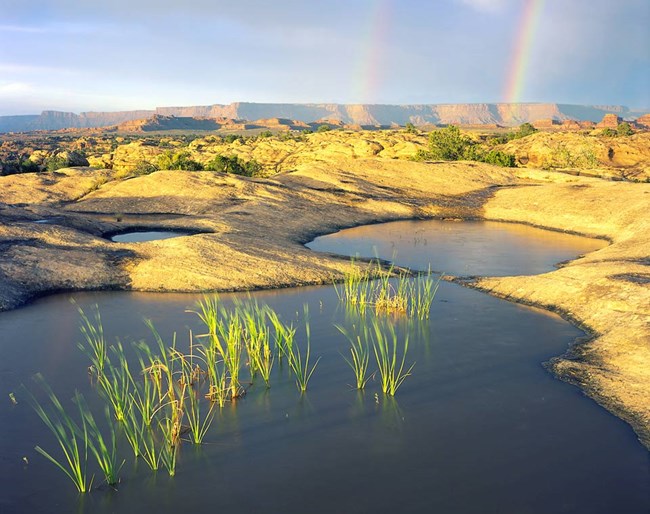 full potholes at Pothole Point, Canyonlands grasses growing in pools full of water with rainbow in background