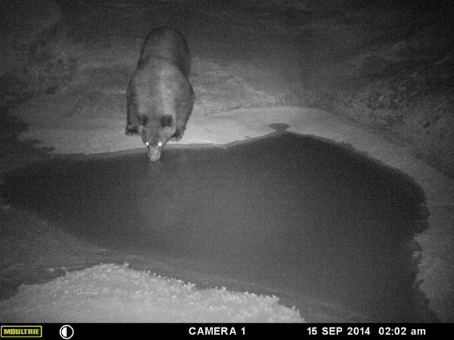 trail camera photo of black bear drinking at ephemeral pool