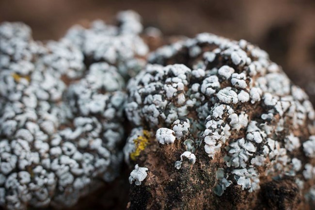 scaly gray lichen growing on dark soil crust