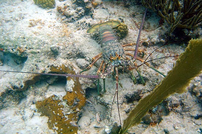 lobster viewed from above with a fanned out tail