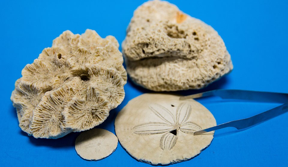 close up of coral, sand dollars, and tweezers