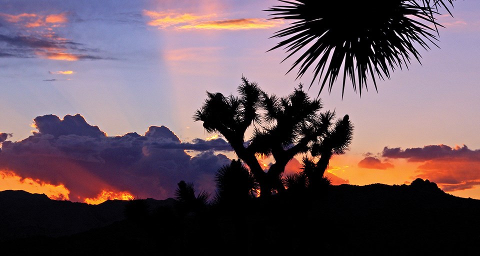 Sunset behind spiky Joshua trees.