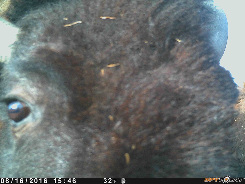 wildlife camera image capture of a very close-up bison face