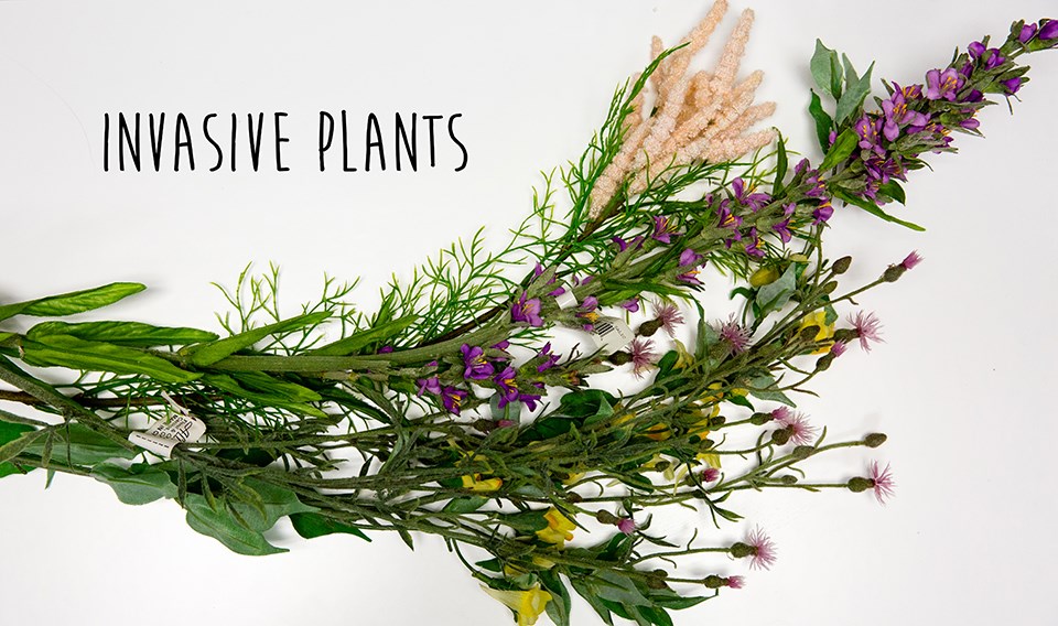 deskdigs_invasiveplants bunched pink and purple plastic flowers on a white background
