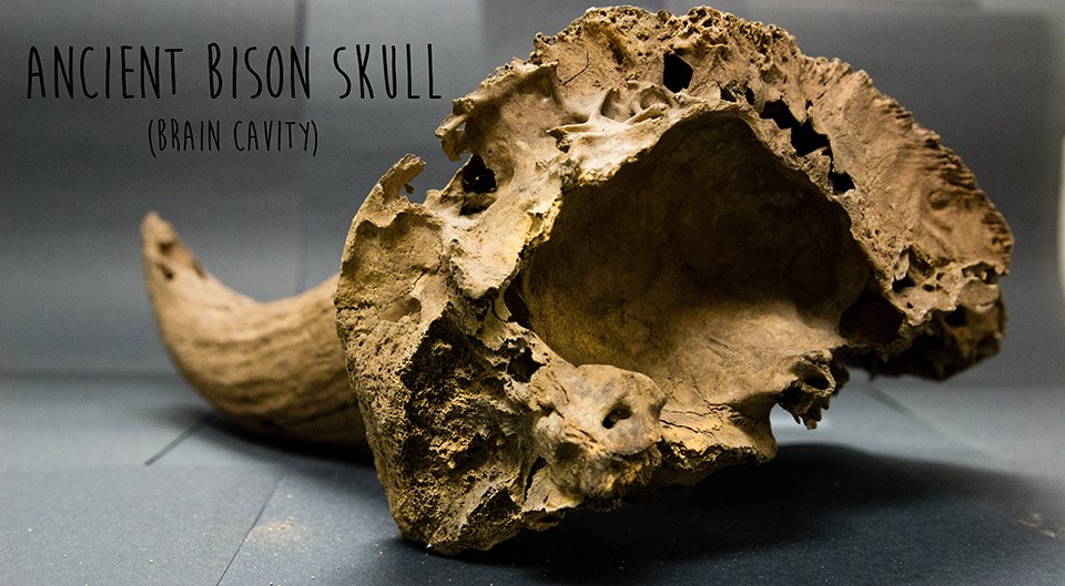 porous brain cavity of ancient bison skull