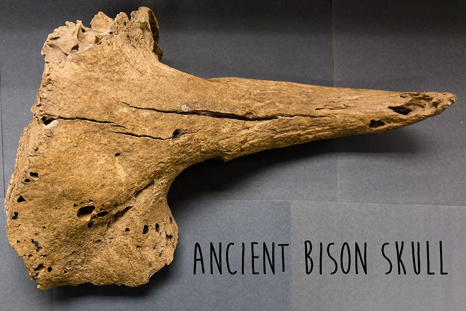 light brown horn and frontside of partial skull of an ancient bison