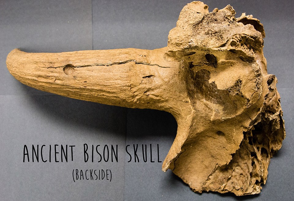 backside of a light brown horn and partial skull of an ancient bison