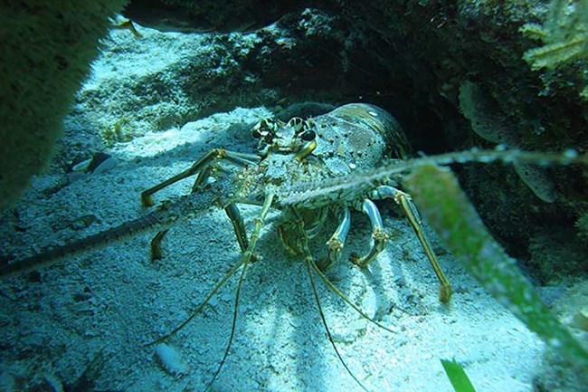 lt= spiny lobster viewed from above the ocean floor