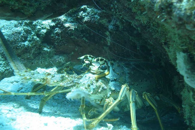 spiny lobster emerging from cave on ocean floor