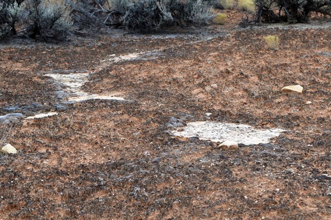 black, bumpy soil crust covers the ground with some exposed sandstone