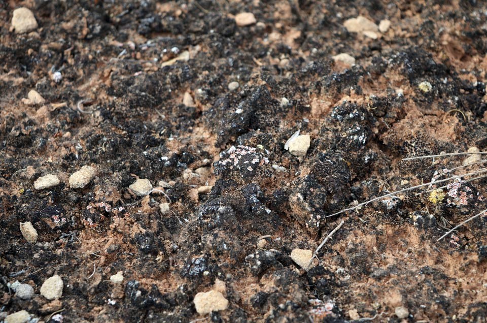 black, bumpy biological soil crust with lichen
