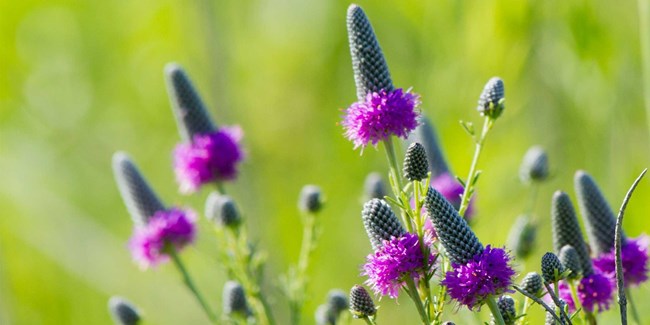 978 purple flower