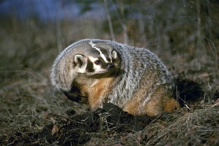 badger