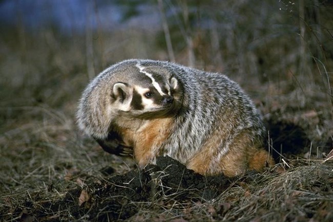 badger