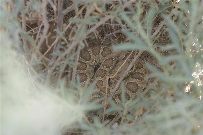 chaco prairie rattlesnake peering through green leaves, a prairie rattlesnake rests in the shade of a bush.