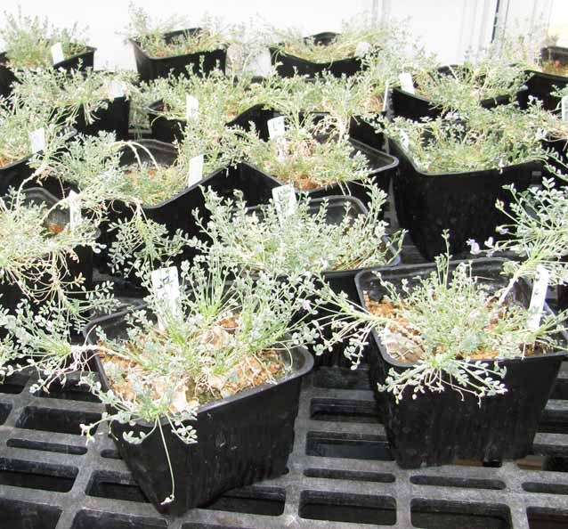 Sentry milk-vetch plants grown in the greenhouse provide seeds and seedlings for reintroduction. Sentry milk-vetch plants grown in the greenhouse provide seeds and seedlings for reintroduction.