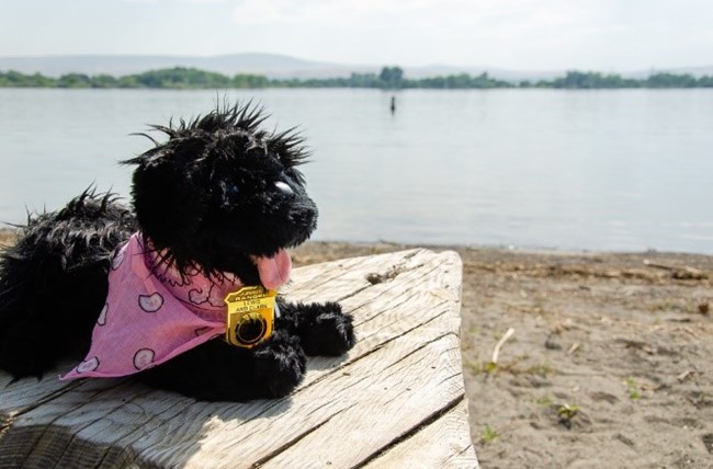 9SSP toy dog near water